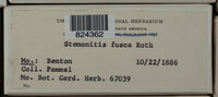 Stemonitis fusca image